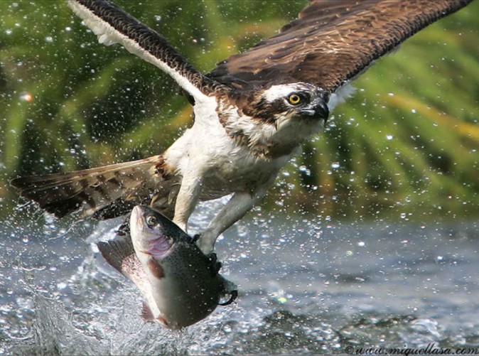 030_Kanada_Berge-und-Meer_Schoene-Aussichten-Touristik_Canada-Dream-Tours_Adler mit fish